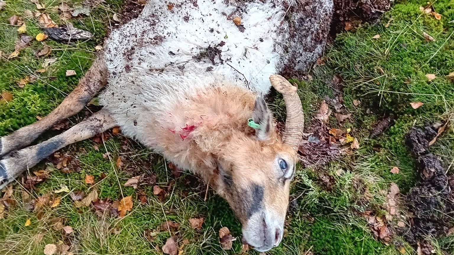 Schapenherder ontdekt bloedbad: wolven slaan toe op klaarlichte dag