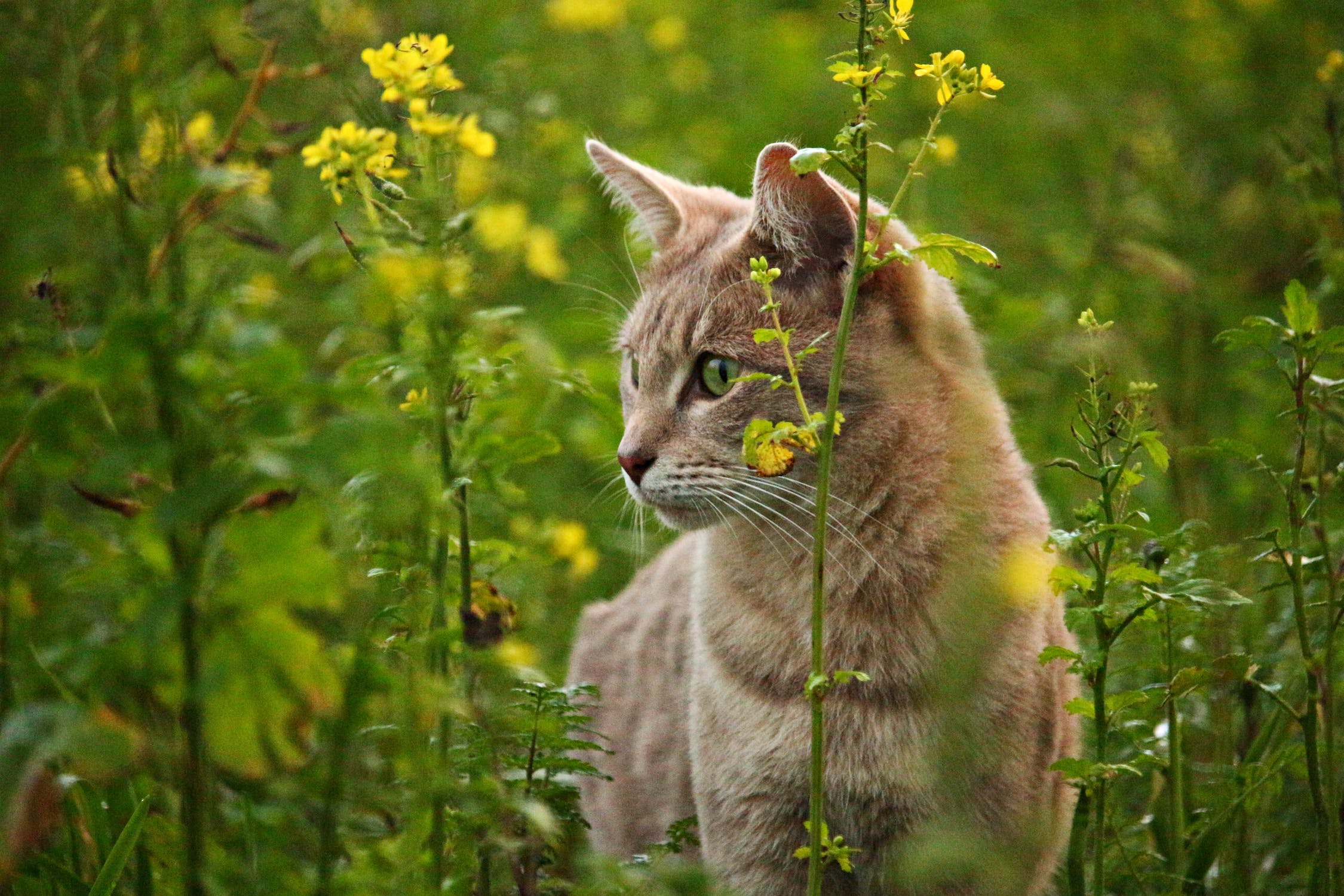 Haarlemse Slachthuisbuurt vreest kattenhater: 'Poes met pijl en boog gedood'