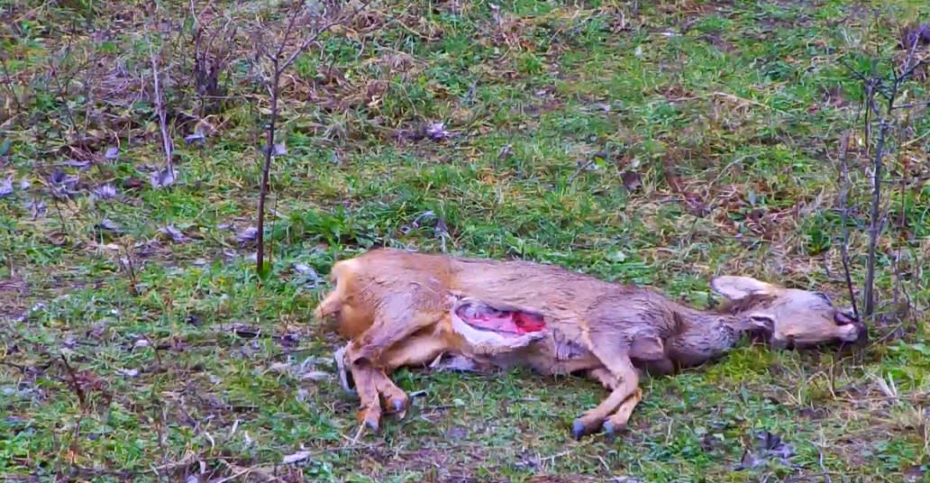 Bijzondere livestreams: Van dode dieren tot rotonde Purmerend