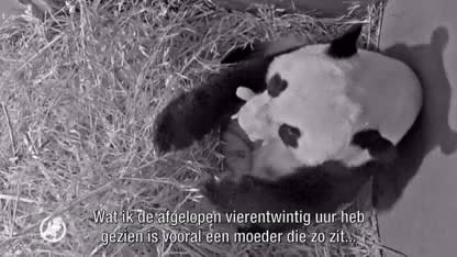 Babynieuws: panda geboren in Ouwehands Dierenpark