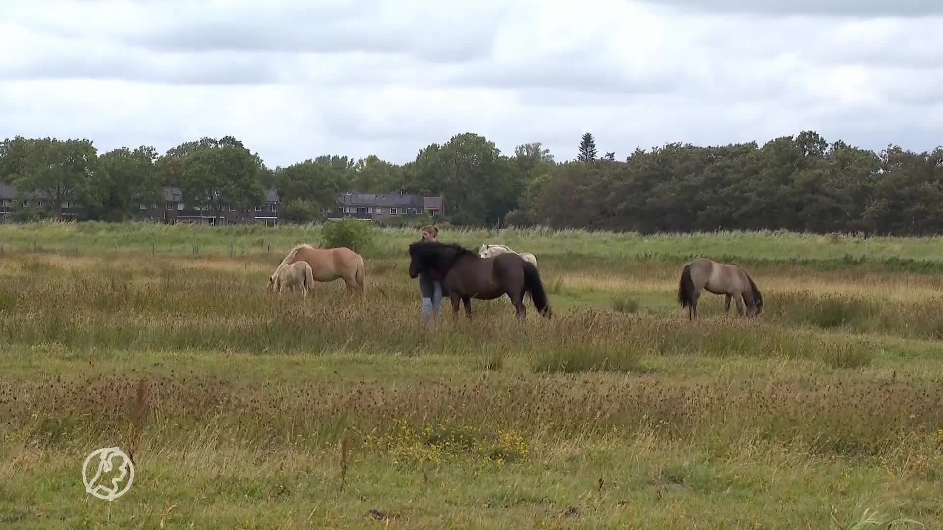 Paarden zijn vaak eenzaam