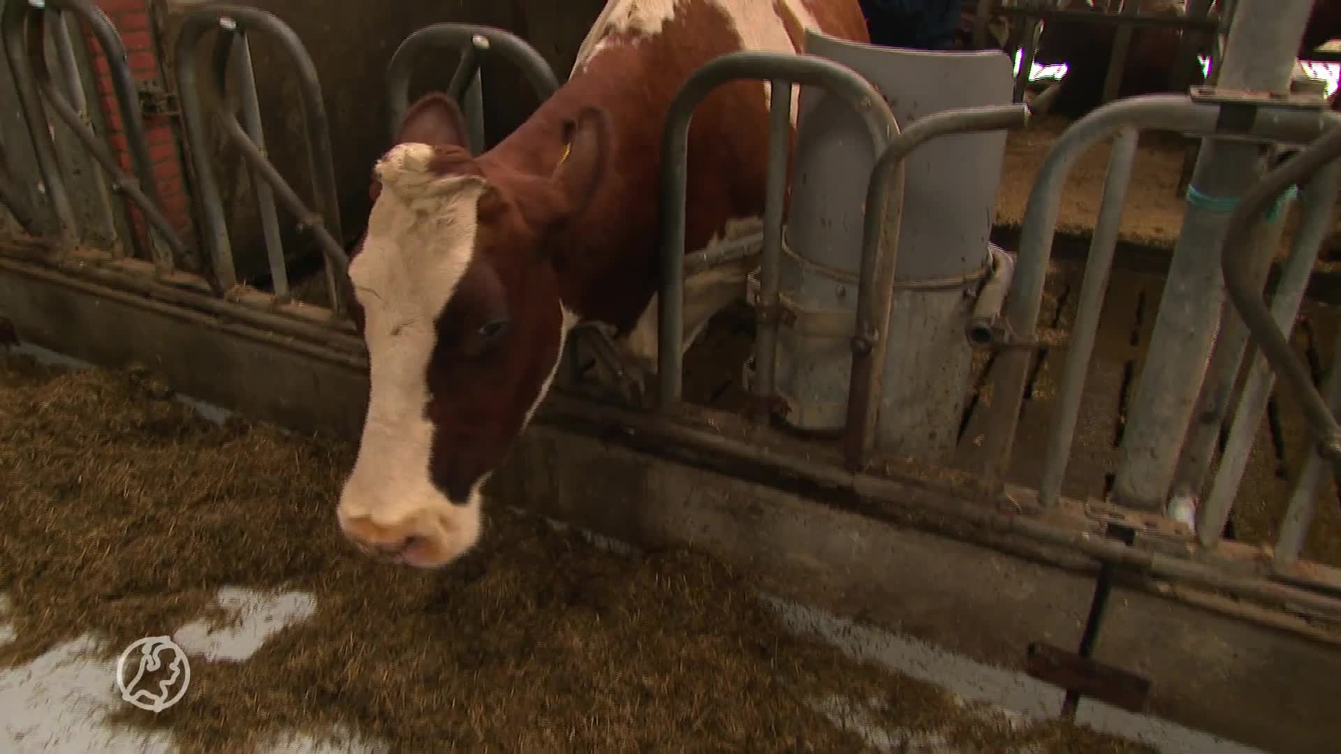 Wereldberoemde koe Sijtje heeft blauwtong en wordt ingeslapen