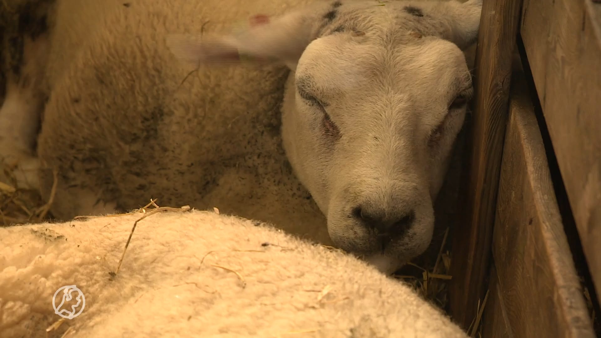 Blauwtongvirus heeft vrij spel, schapenhouders zijn wanhoop nabij