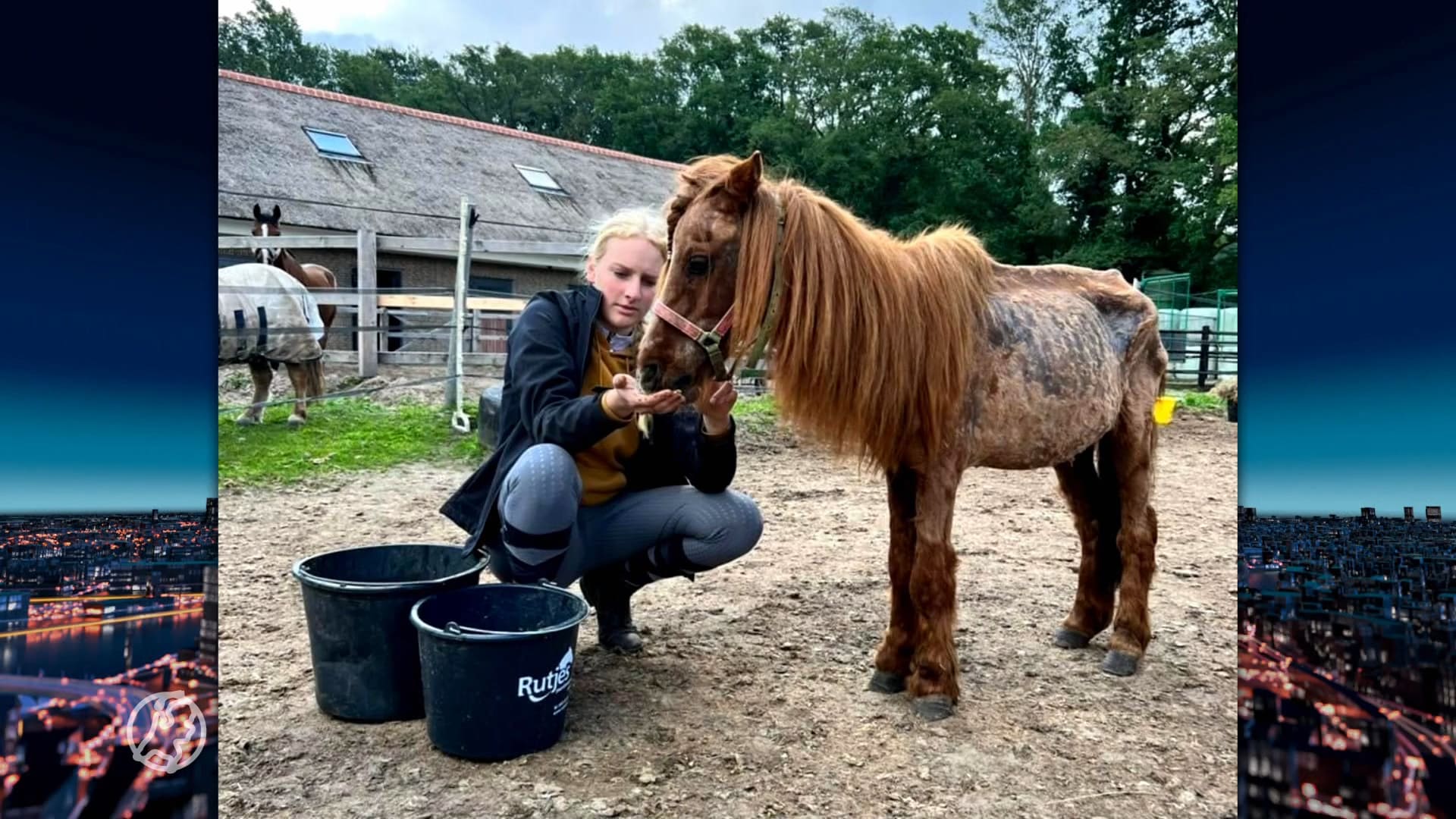 Henk vangt al jaren verwaarloosde en mishandelde paarden en pony's op