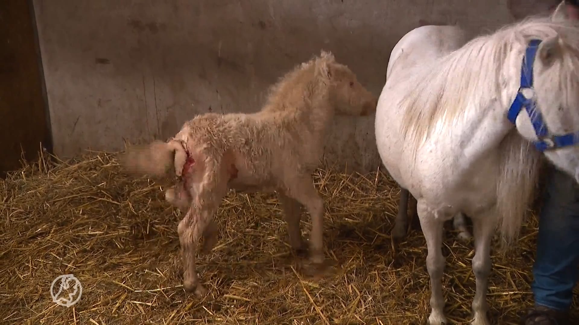 Pasgeboren pony aangevallen door wolf: 'Schrik zit er goed in'