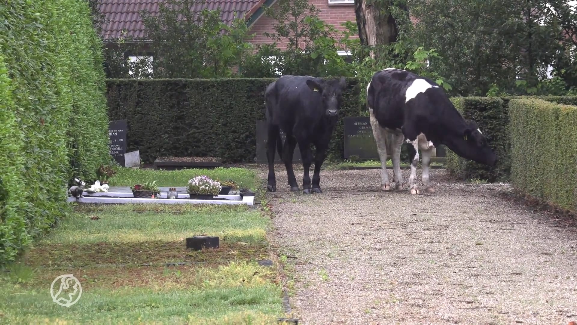 32 koeien losgeslagen in dorp