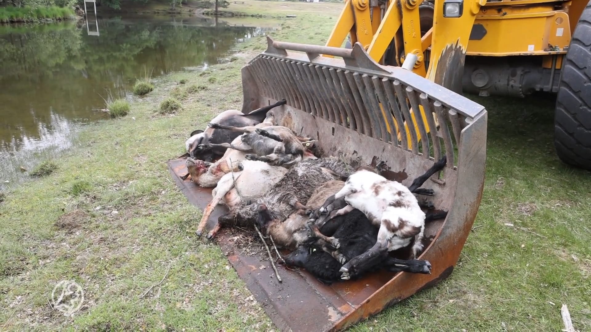 Grote verslagenheid bij kinderboerderij in Rosmalen: honden bijten zestien schapen dood