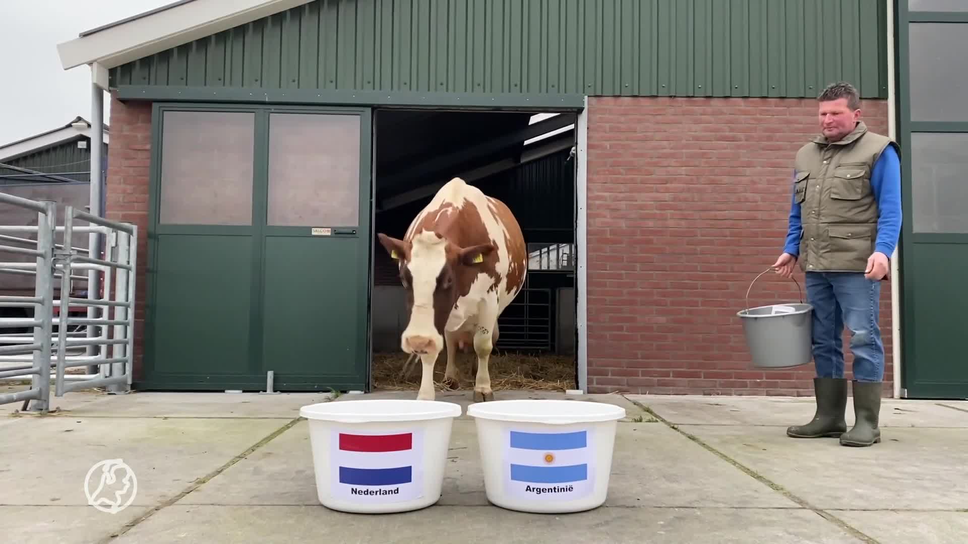 Koe Sijtje doet voorspelling voor WK-kwartfinale: wint Argentinië of toch Nederland?