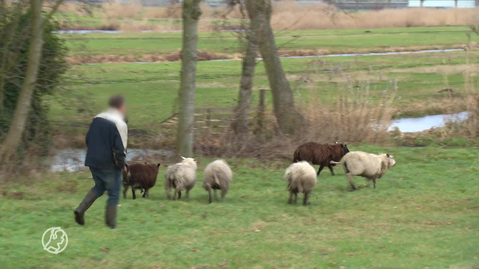 Weer dode schapen bij schapenhandelaar in Bodegraven, dierenambulance woest