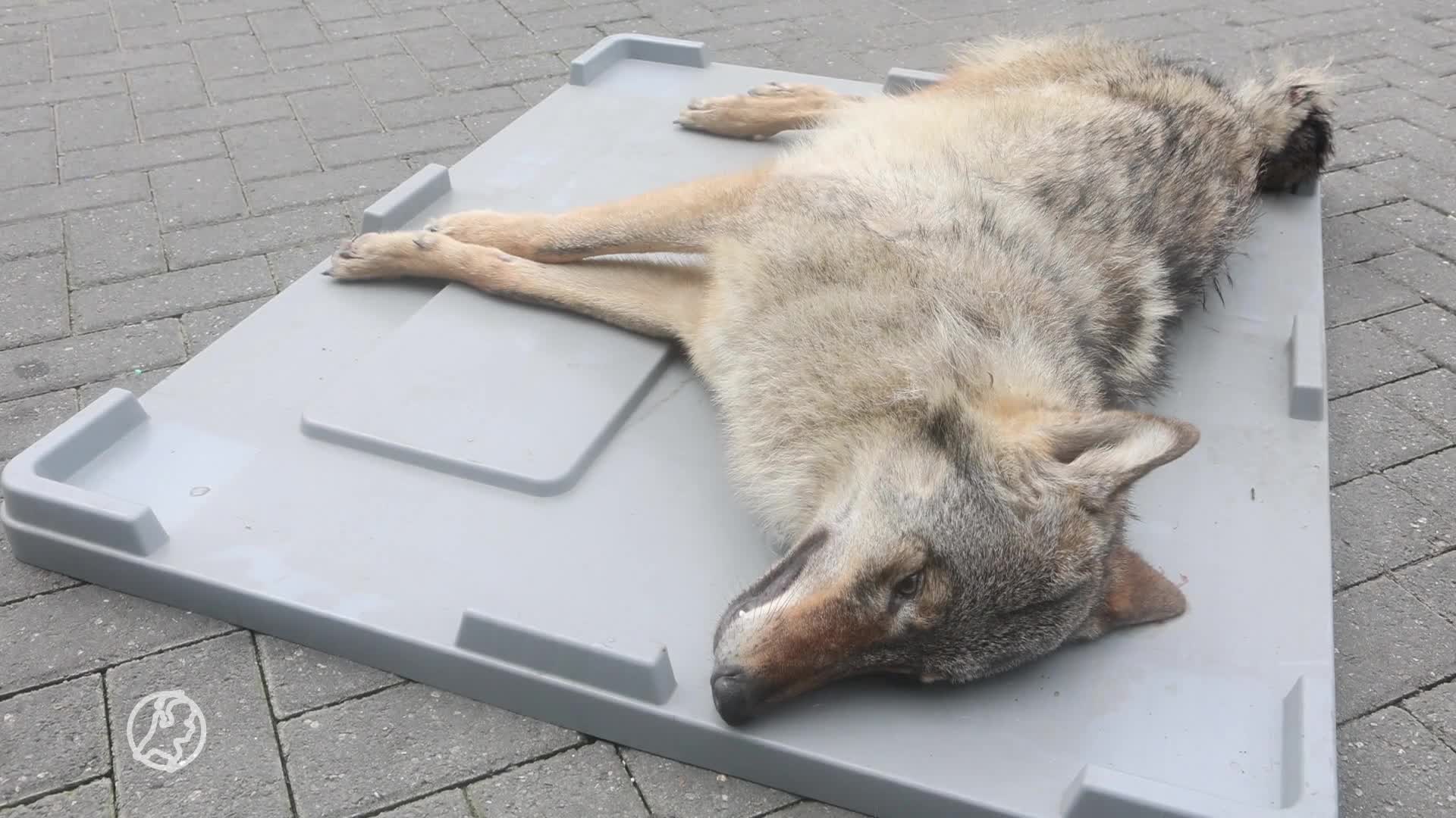 Op A2 bij Vught wolf doodgereden