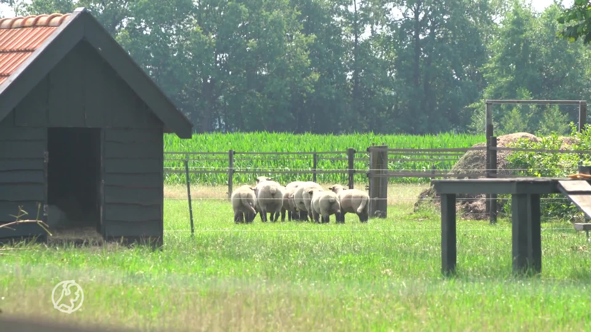 Wolf valt man aan in Drenthe, 'waarschijnlijk in nauw gedreven'