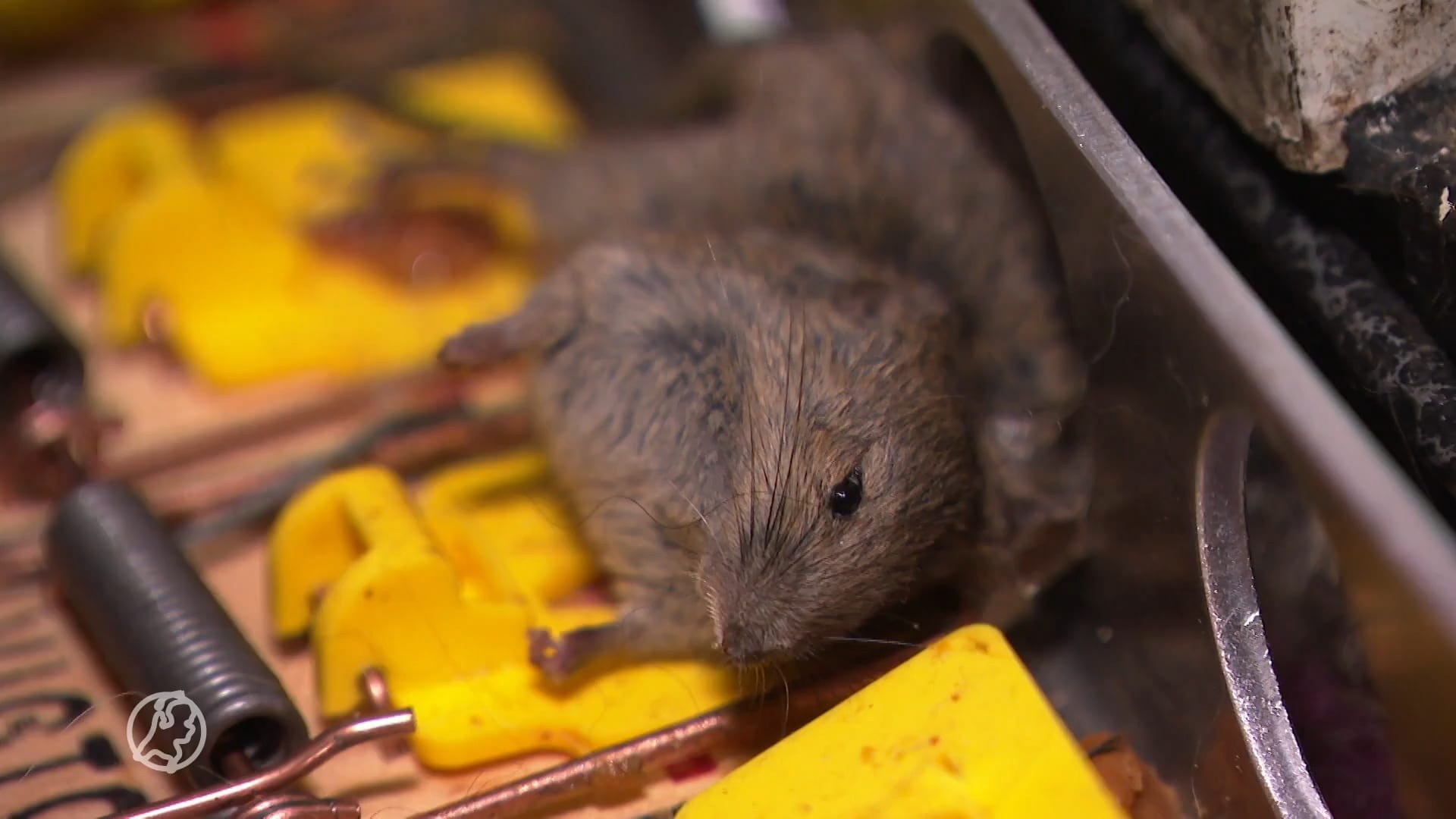 Honderden muizen teisteren Fransien en haar dochters