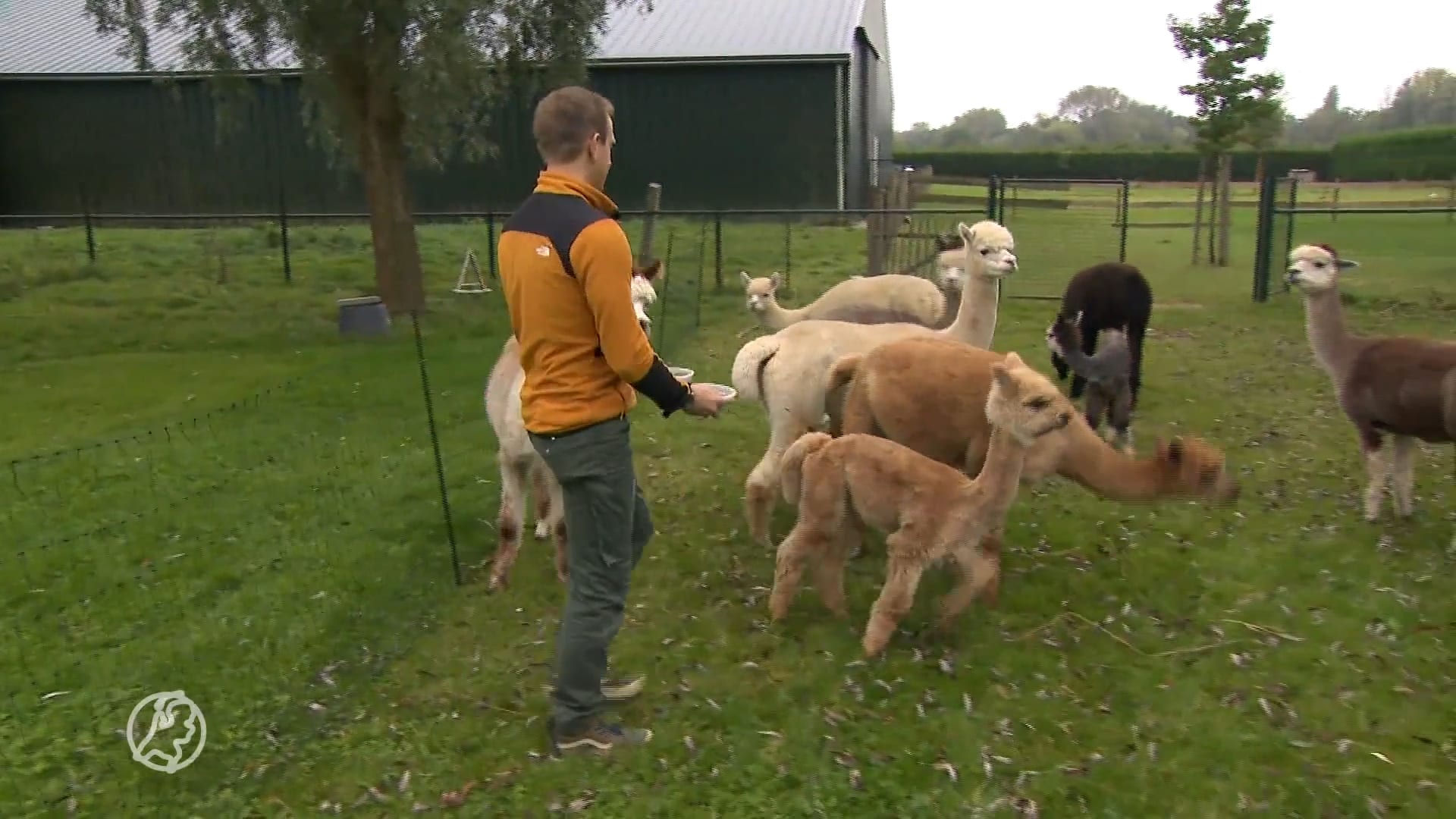 Ook alpaca's geveld door blauwtong