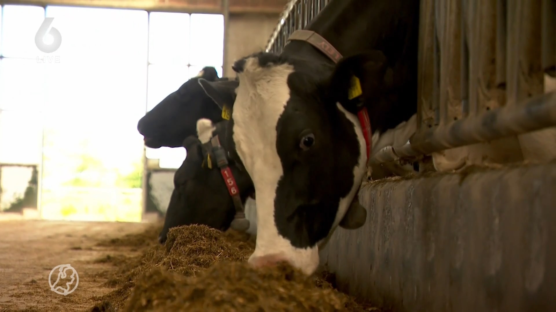 Veehouder Reijer breidt niet uit met koeien, maar met eigen mini-melkfabriek
