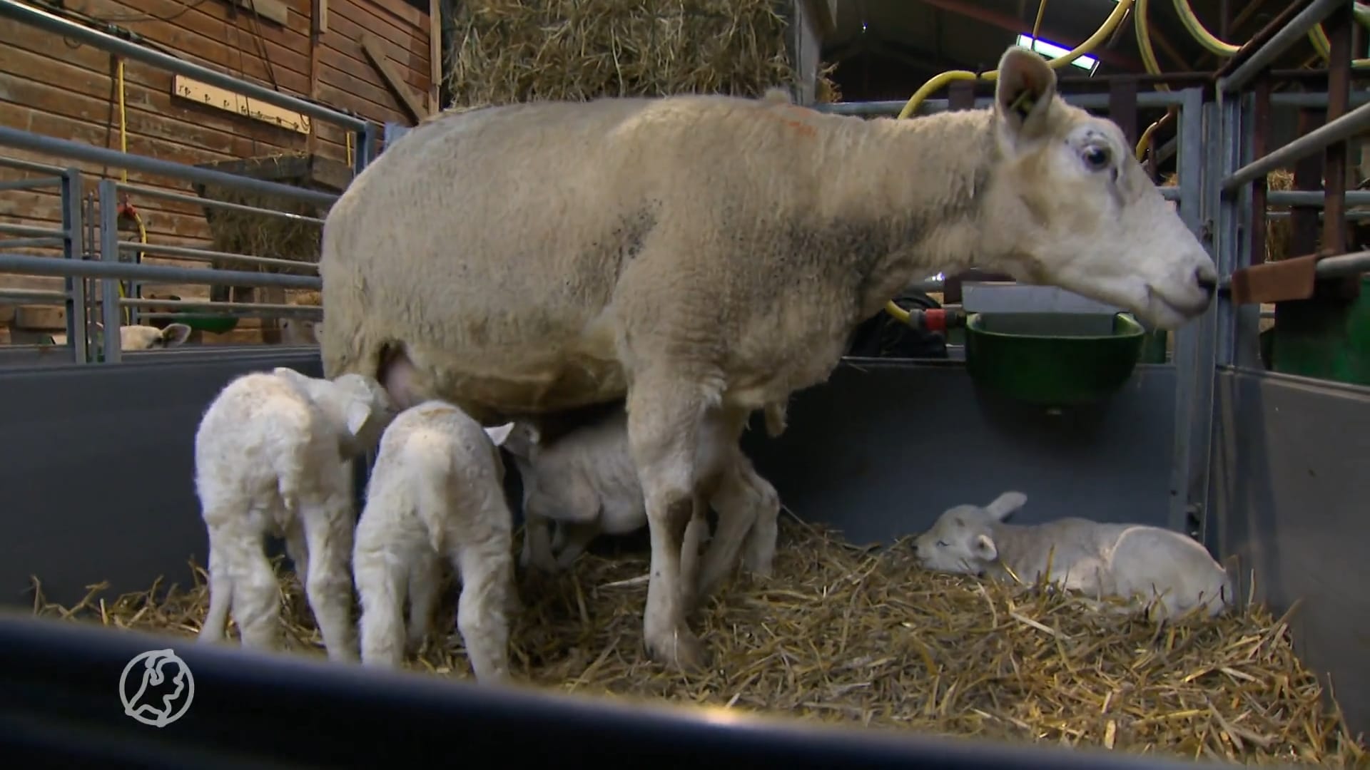 Zeldzaam én schattig: schaap bevalt van kerngezonde vijfling