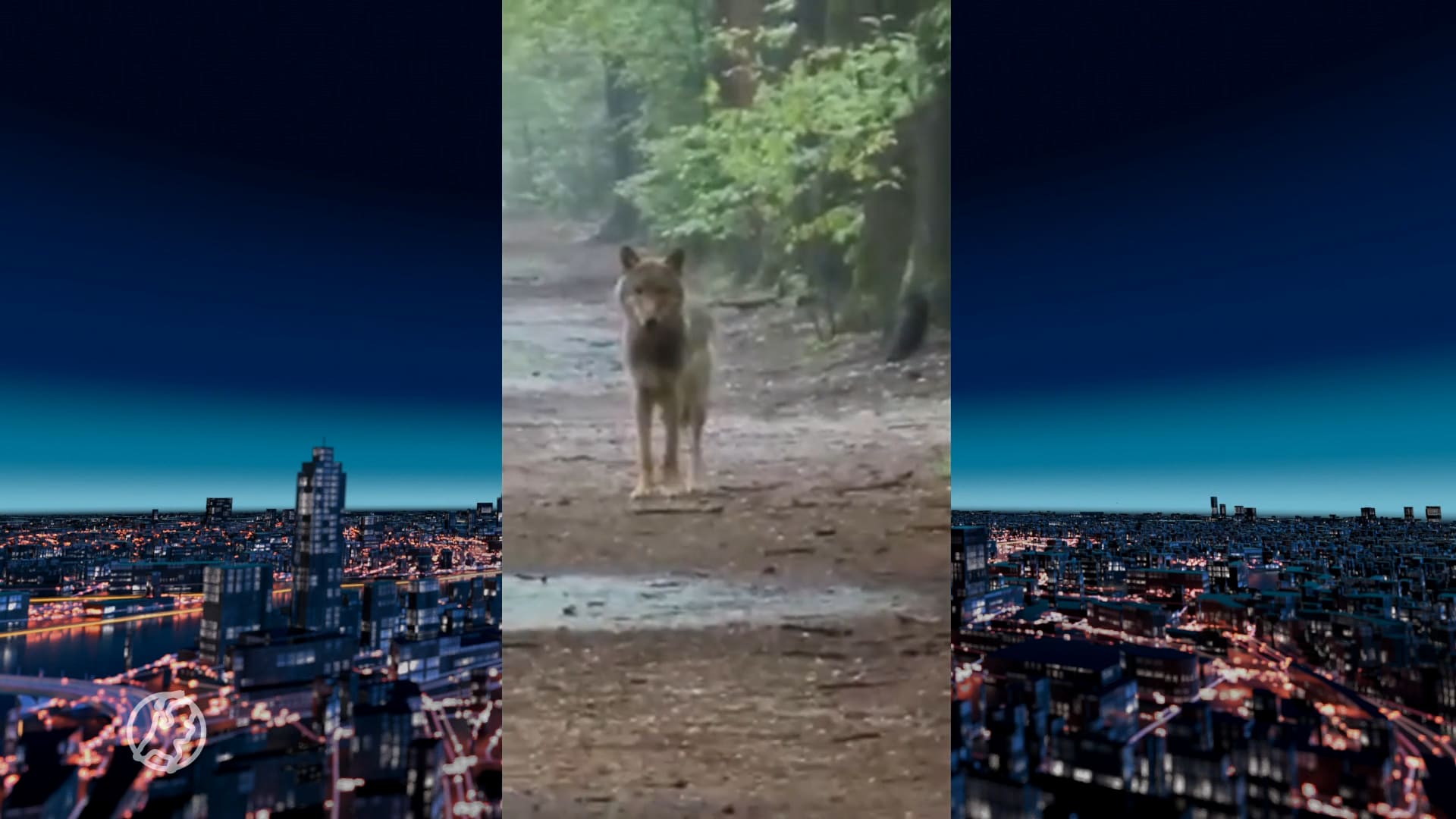 Wolf gespot in Zeist?