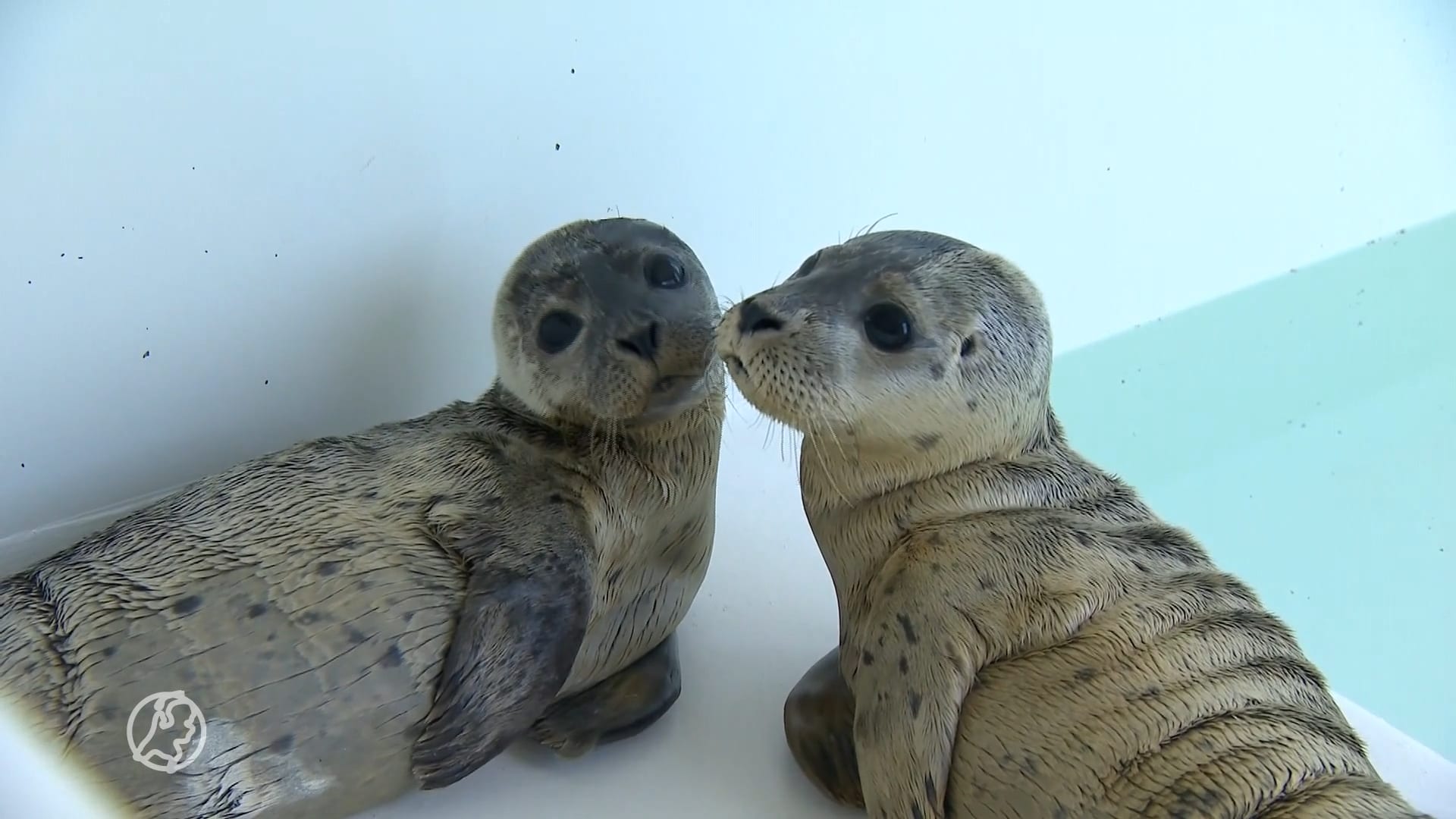 Selfies, aaien en stenen gooien: zeehondenpups worden verstoord door toeristen