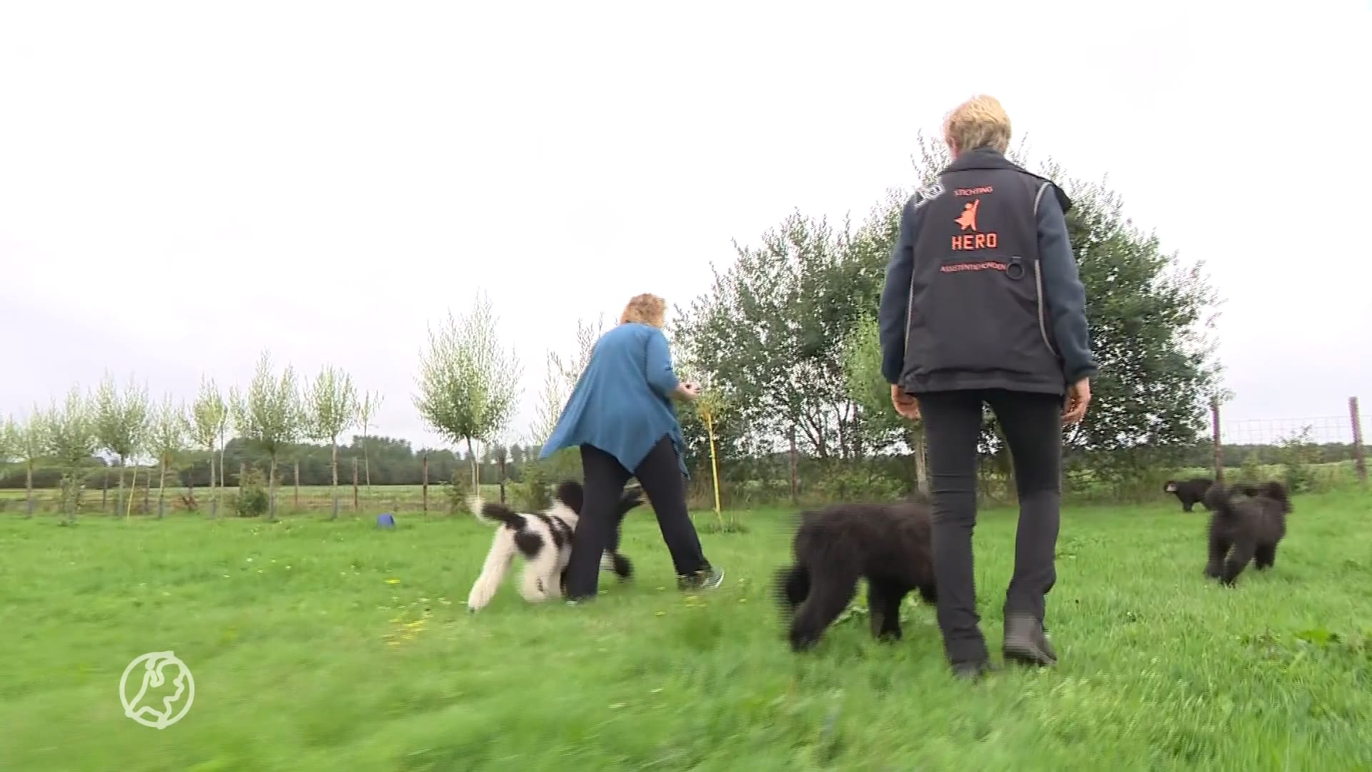 Puppy Sjef doodgereden op A28