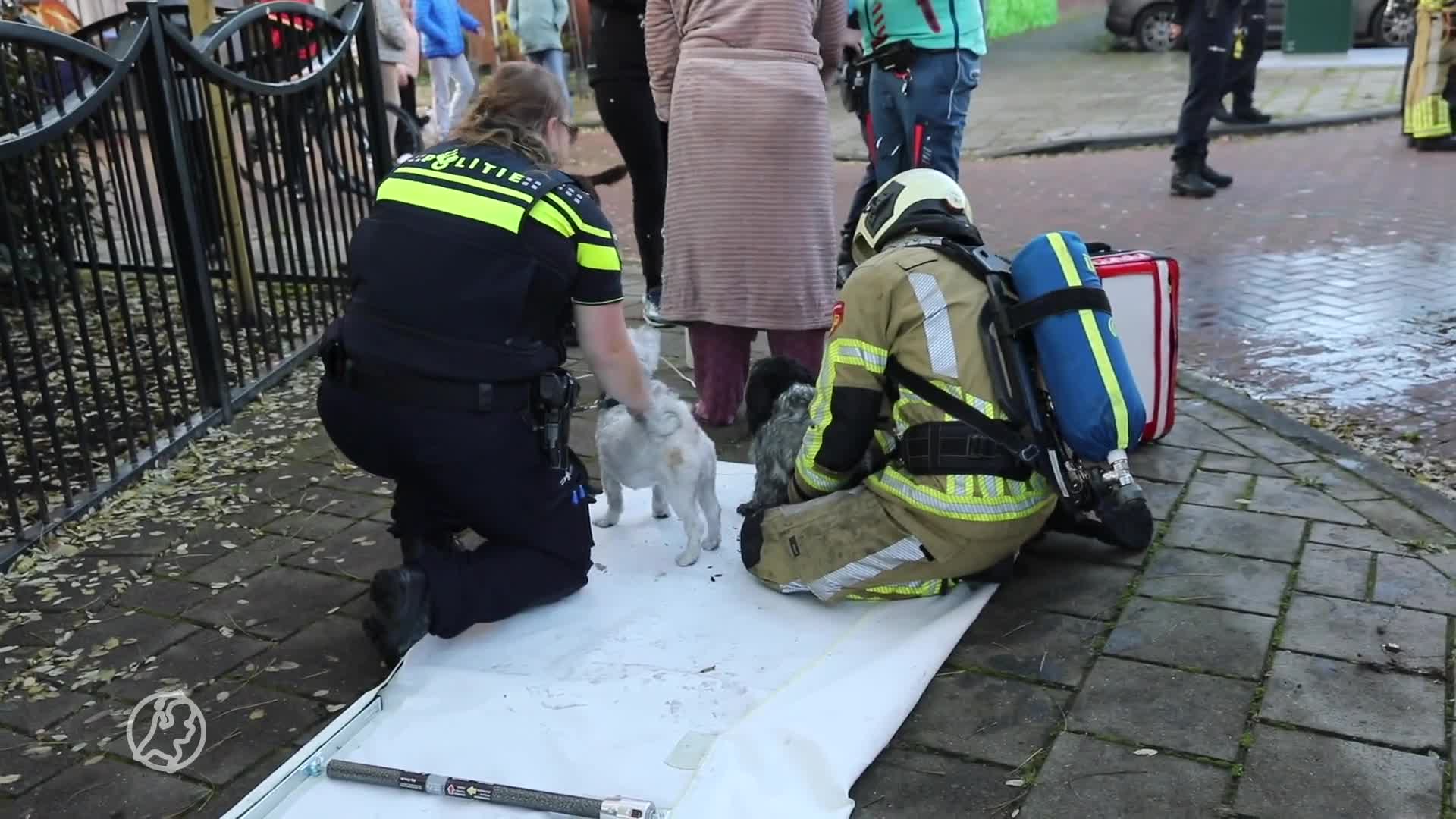 Drie honden gered bij woningbrand in Baarn, bewoonster gewond