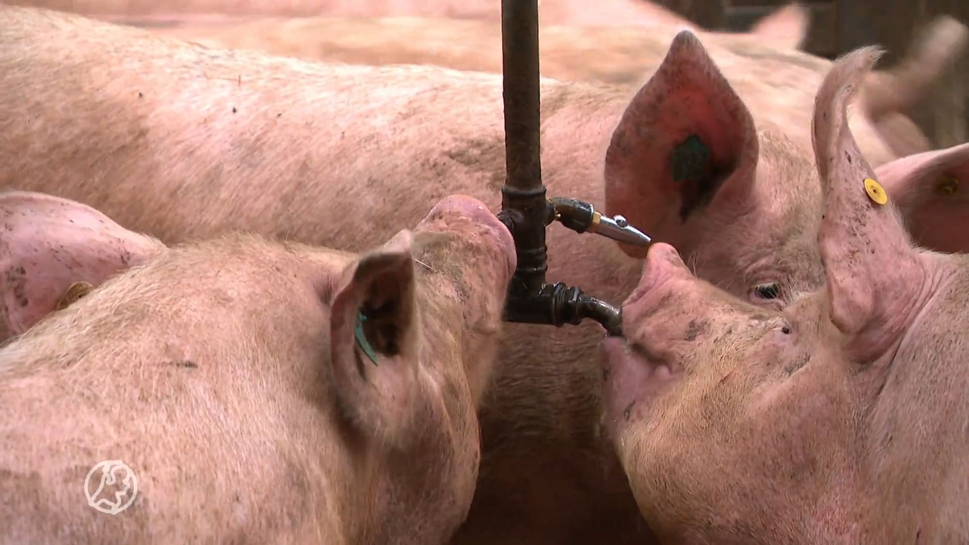 10.000 varkens als buren geeft een hoop stankoverlast: 'Hier kun je niet leven'