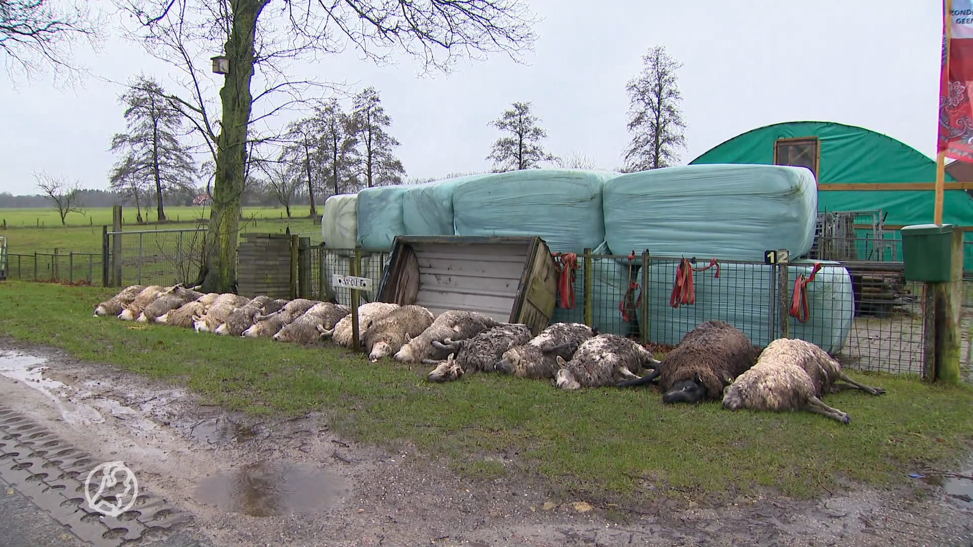 Roelof legt zijn zestien dode schapen aan de weg: 'Mensen moeten zien wat wolf aanricht'