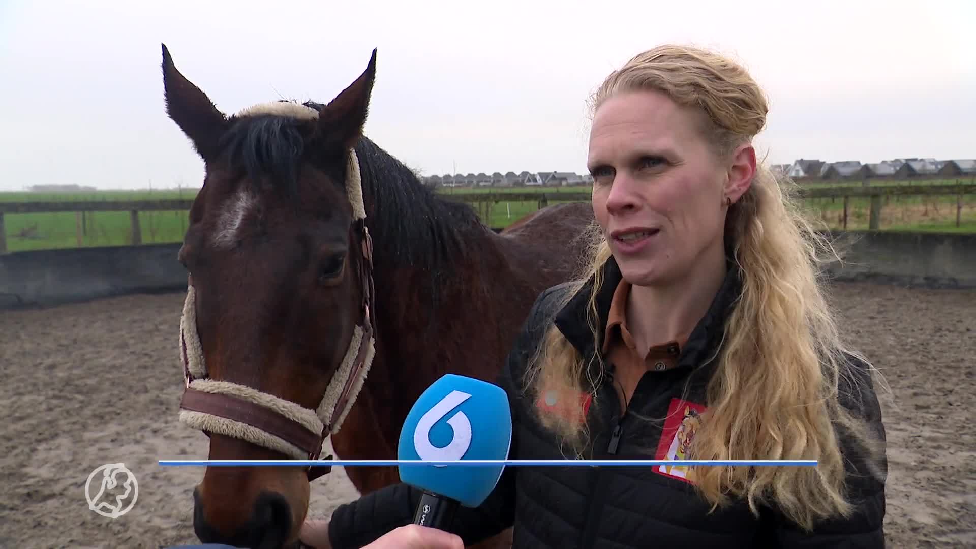 Paard Paddie blinkt uit in paardentherapie, vertelt paardencoach