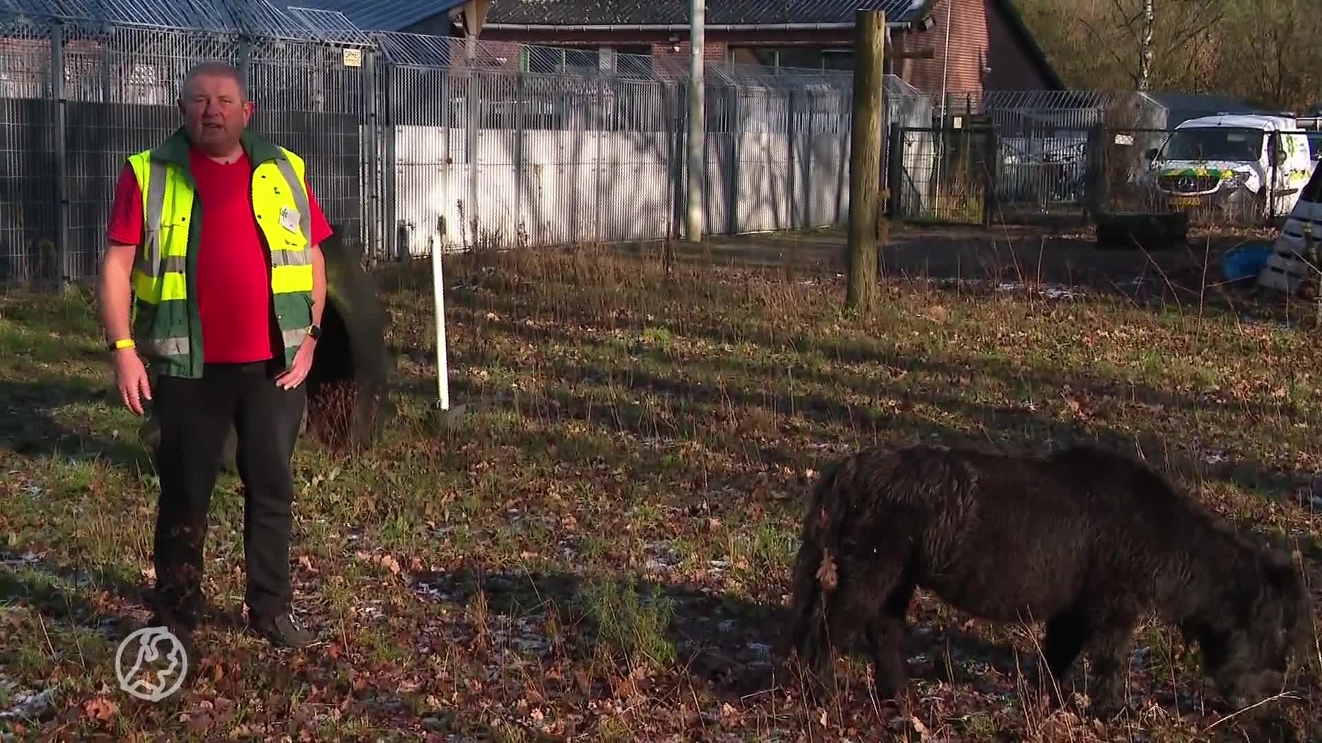 Dronken mannen dumpen gestolen pony op terras in hartje Den Bosch