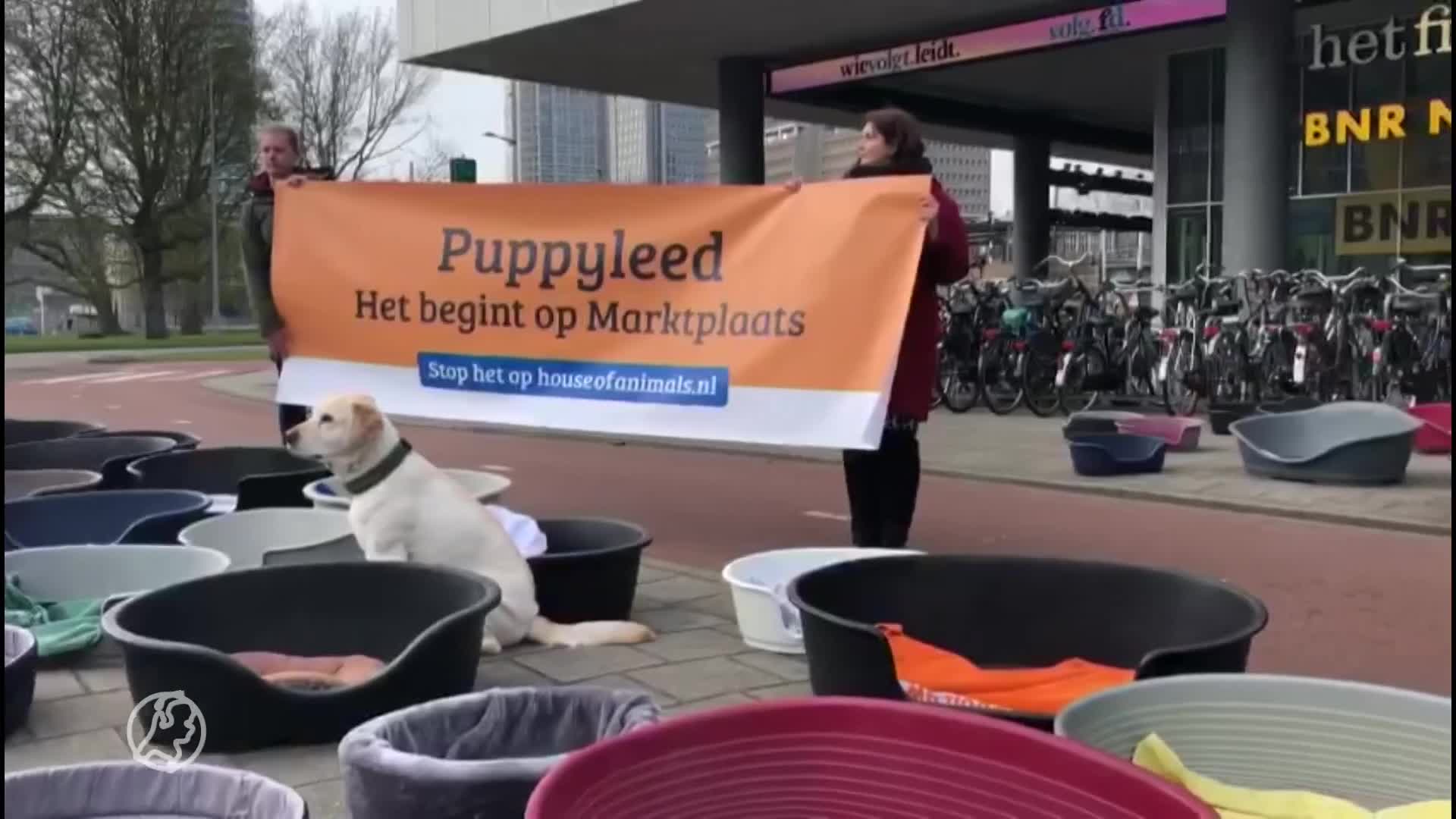 Actie tegen malafide puppyhandel op Marktplaats: 'Doodzieke h...