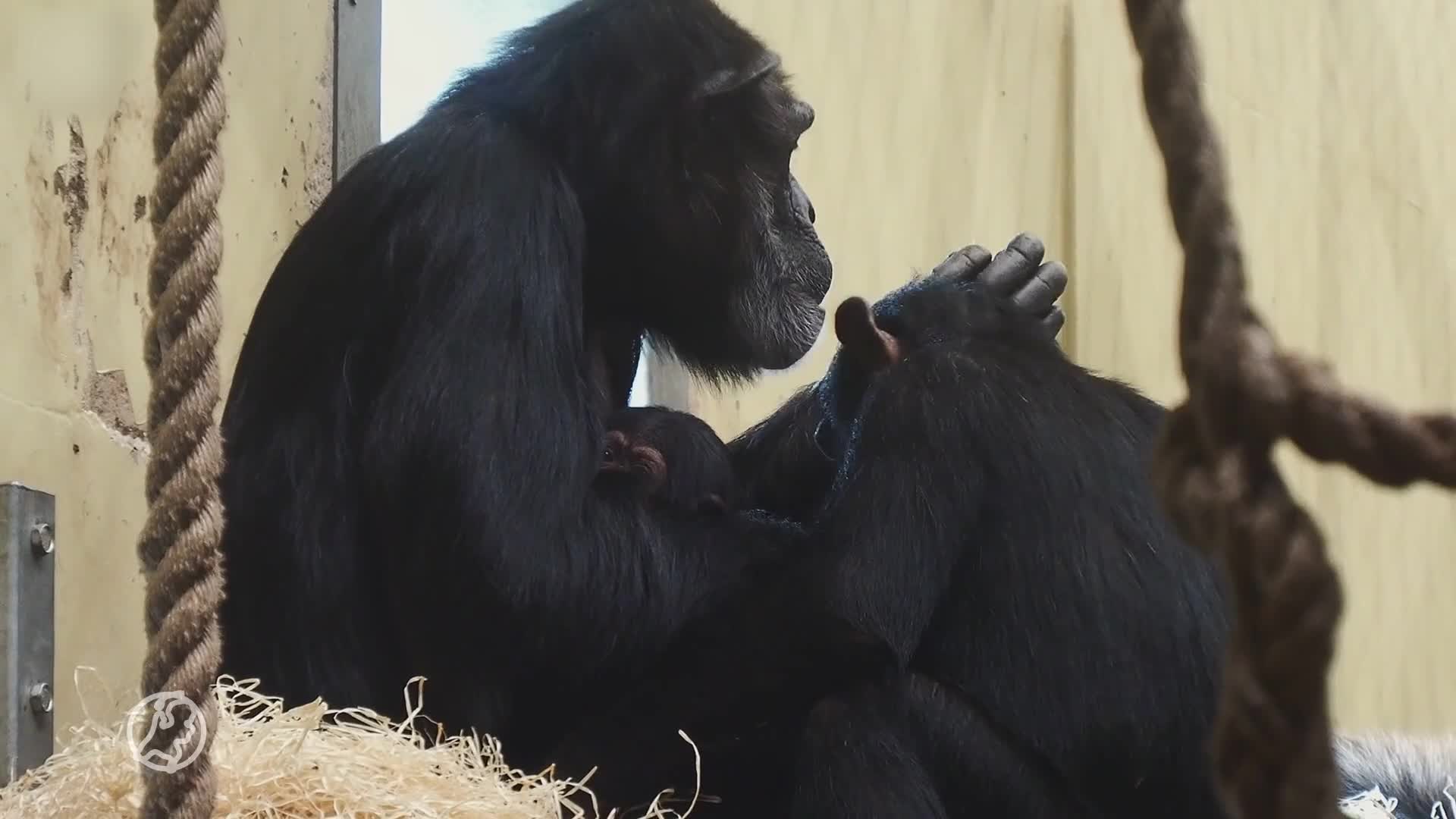 Verrassing! Zeer bedreigde chimpansee geboren in dierenpark Beekse Bergen