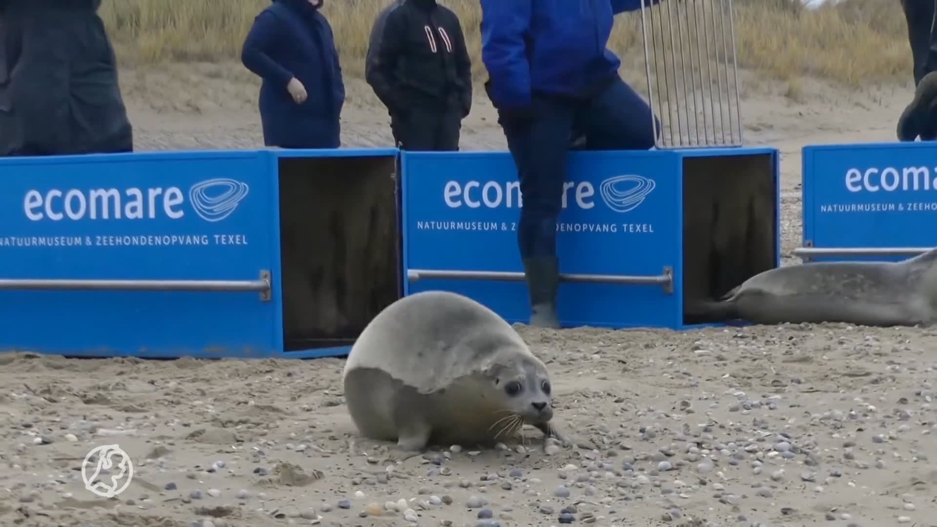 Opgeknapte zeehonden weer te water gelaten in Waddenzee