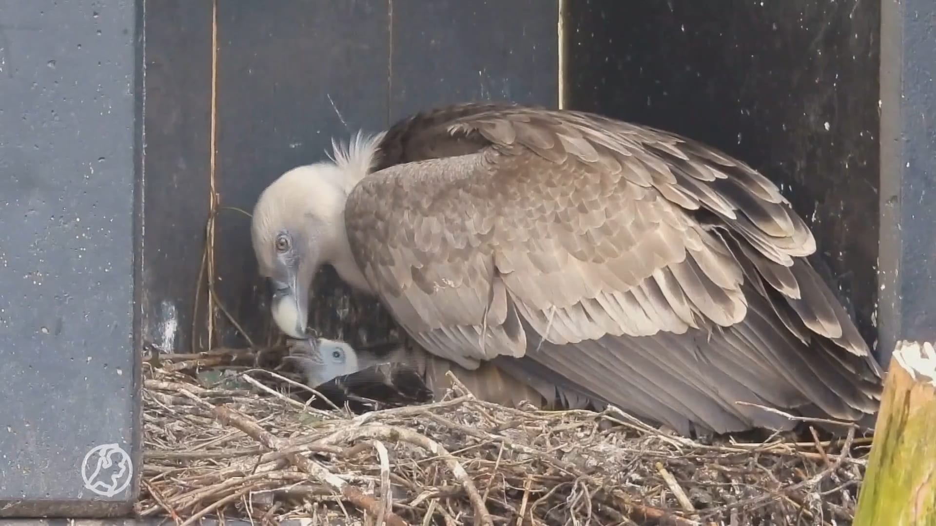 Twee superschattige giertjes geboren in DierenPark Amersfoort