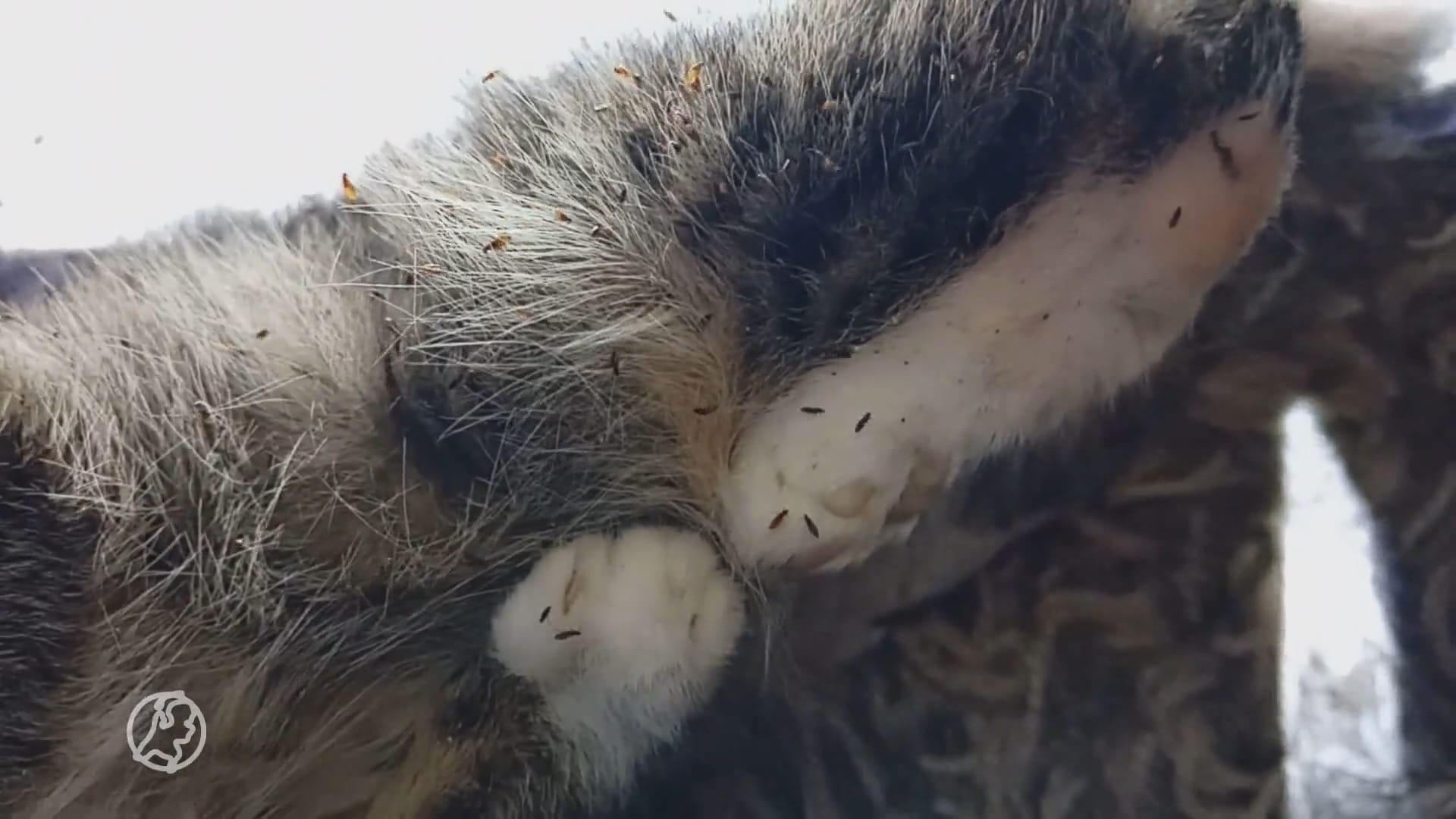 Verzorger laat dieren aan lot over: kittens overleden door vlooieninvasie