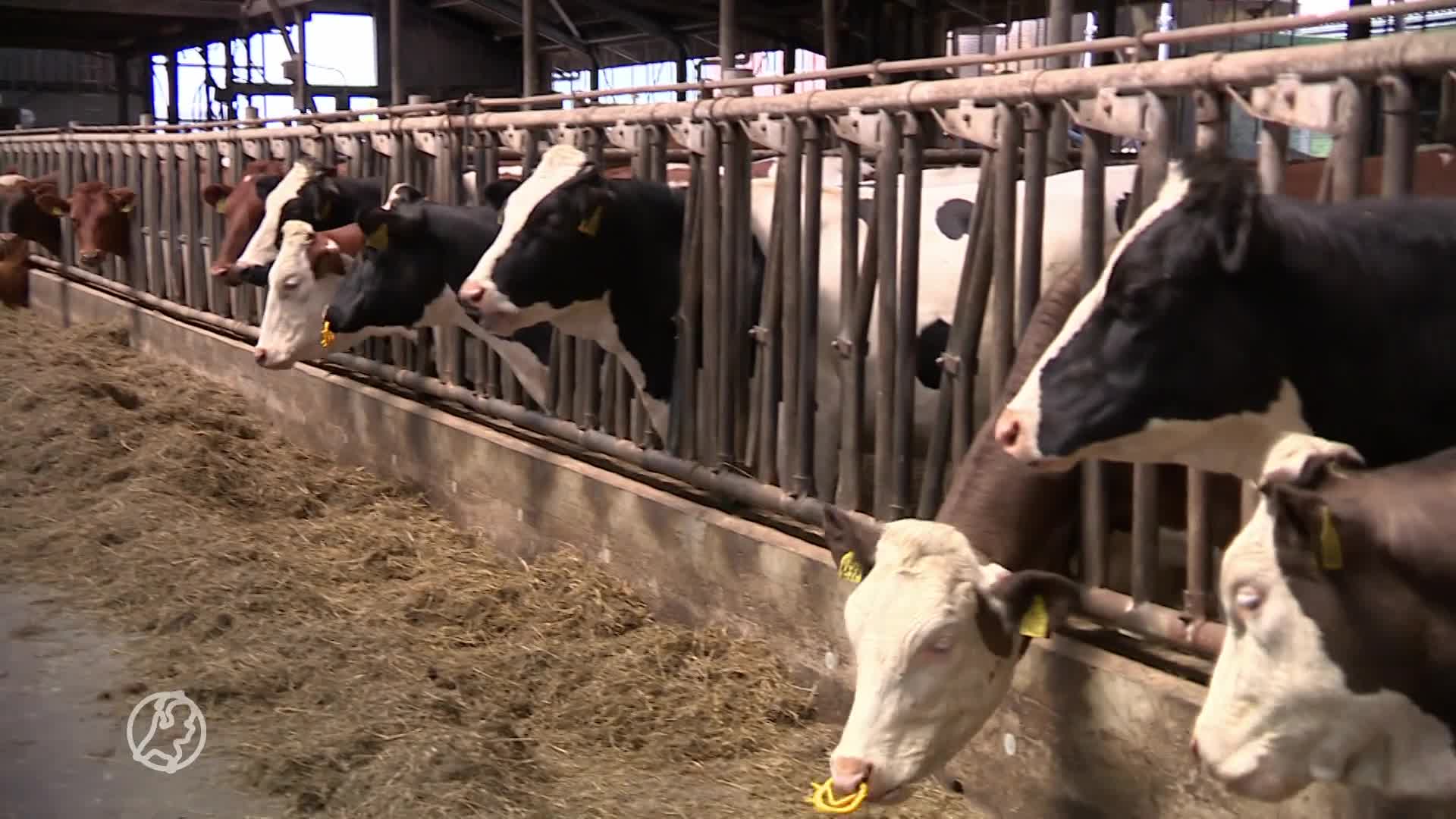 Boeren krijgen klap na klap: 'Dit is de perfecte stok om mee te slaan'