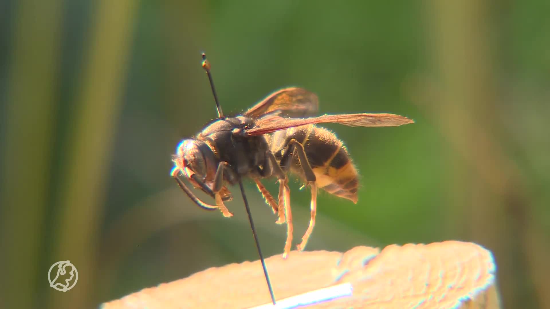 Aziatische hoornaar steeds meer gespot