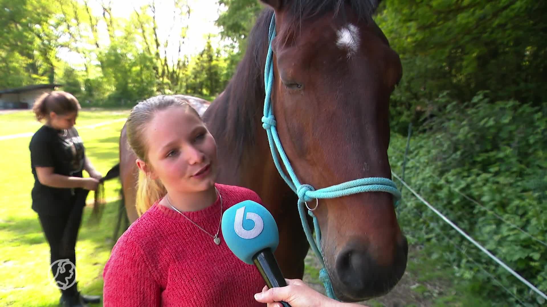 Dierenbeulen bekogelen paard met takken en stenen: 'Hij kon bijna niet ademen'