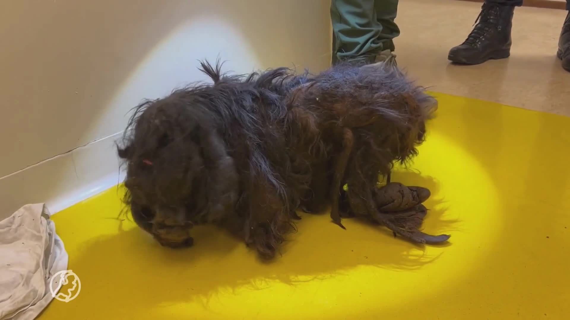 Verwaarloosde hond met kilo's stinkende klitten in beslag genomen