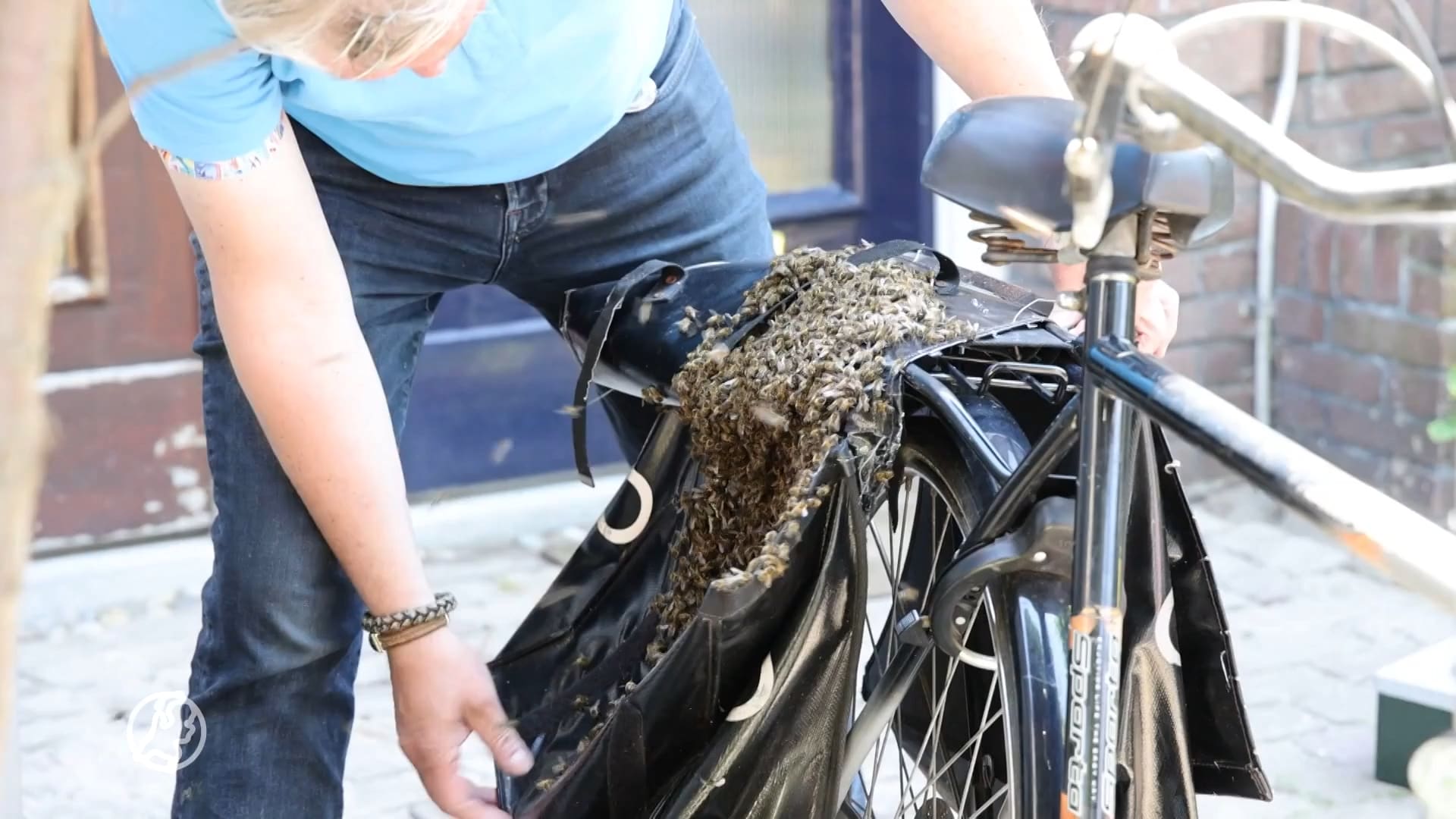 Duizenden bijen nestelen zich in fietstas Haarlem