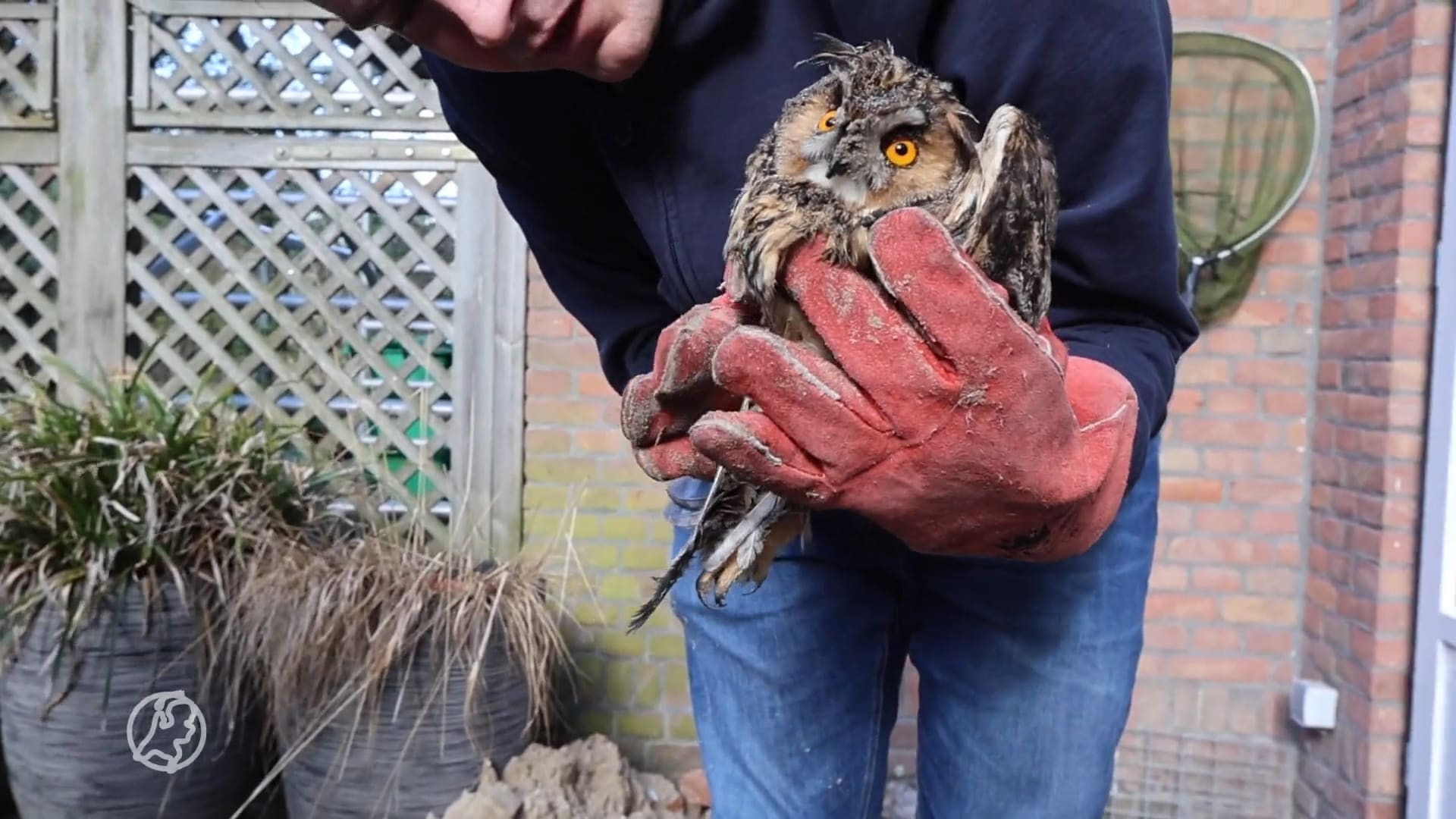 Beknelde uil bevrijd door dierenambulance in Den Haag