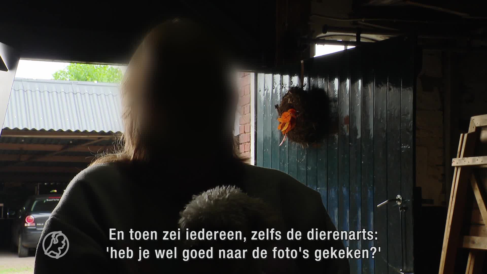 'Broodfokker' uit Zevenhuizen ziet honden als handelswaar en bedreigd gedupeerden