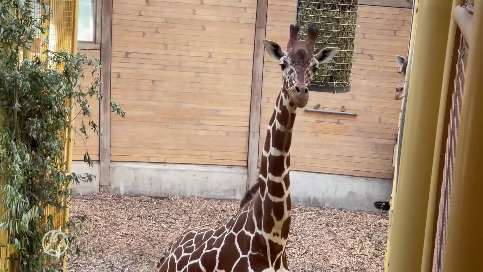 Diergaarde Blijdorp heet jonge giraffe welkom