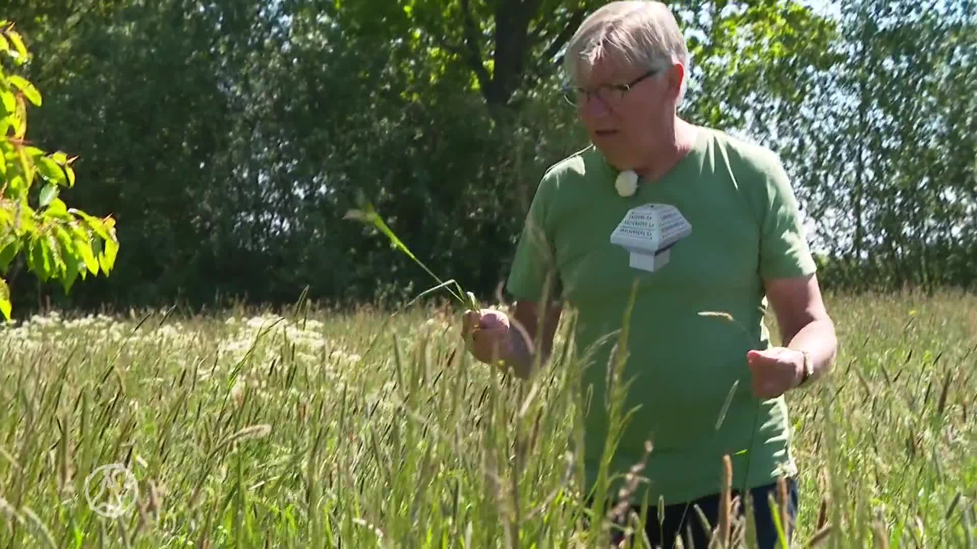 Zomerweer is hel voor hooikoortspatiënten: 'Blijf binnen of d...