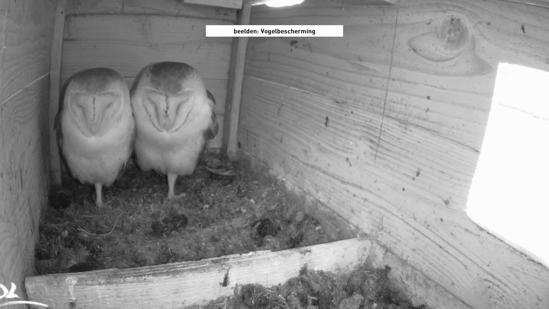 Uiltjes kijken op de webcam van de Vogelbescherming