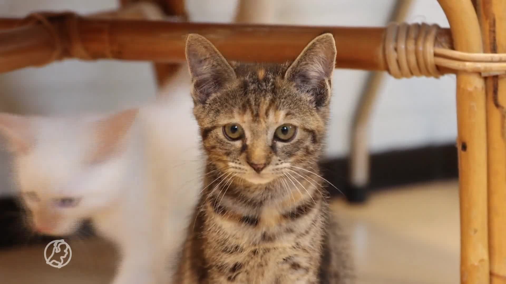 Vier jonge kittens gedumpt in kartonnen doos