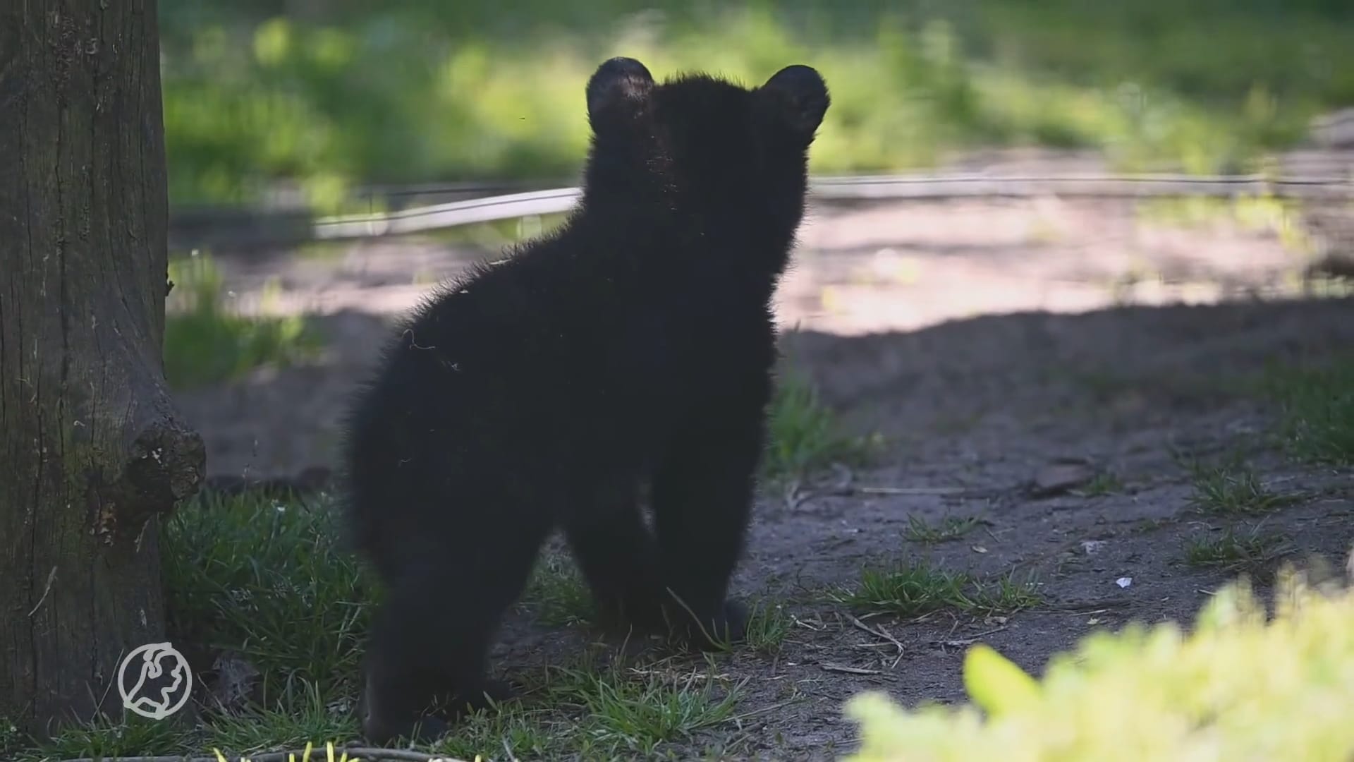 Uniek én schattig: drie zwarte beren geboren in Nederland