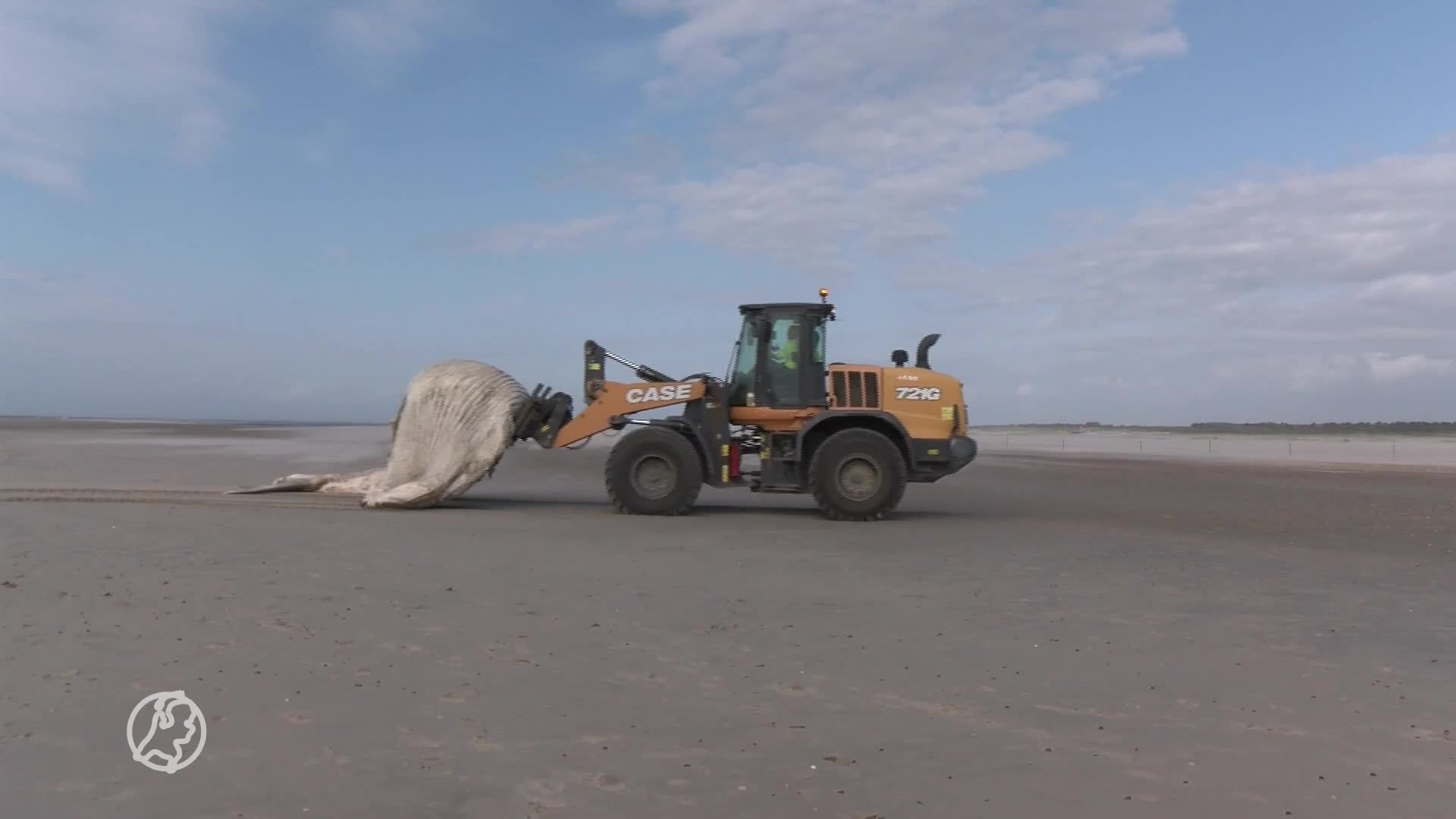 Overleden bultrugwalvis spoelt aan op strand Burgh-Haamstede