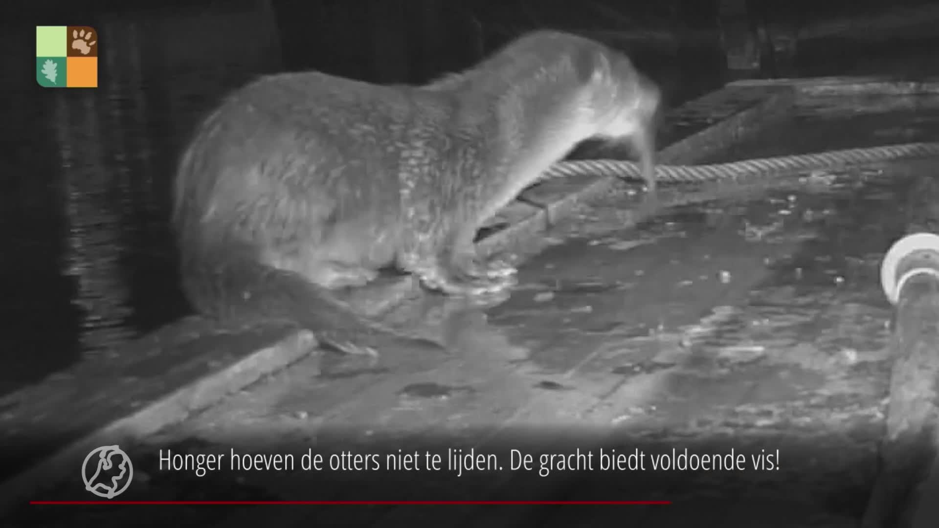 Otter in Zwolse stadsgracht haarscherp vastgelegd