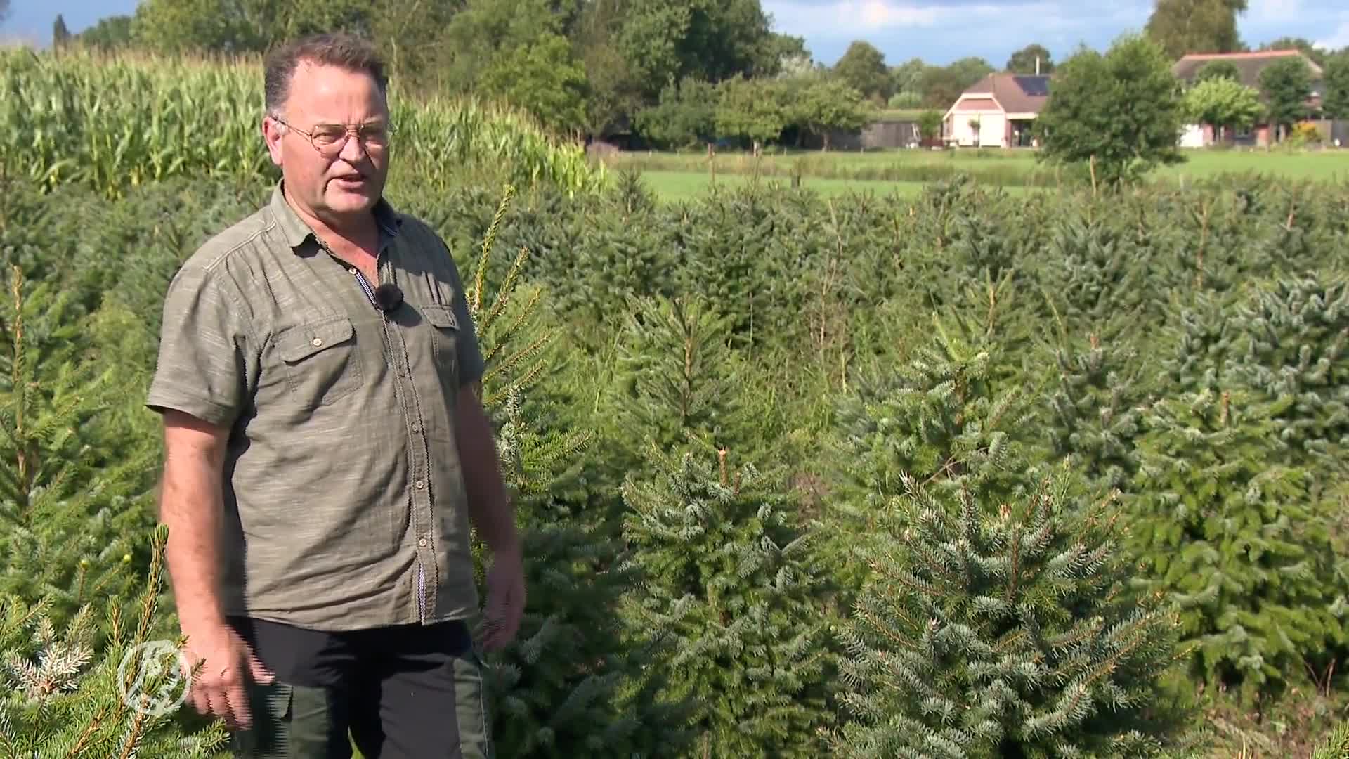 Duizenden kerstboomtoppen afgeknipt bij kwekerij van Gerrit: 'Levenswerk vernield'