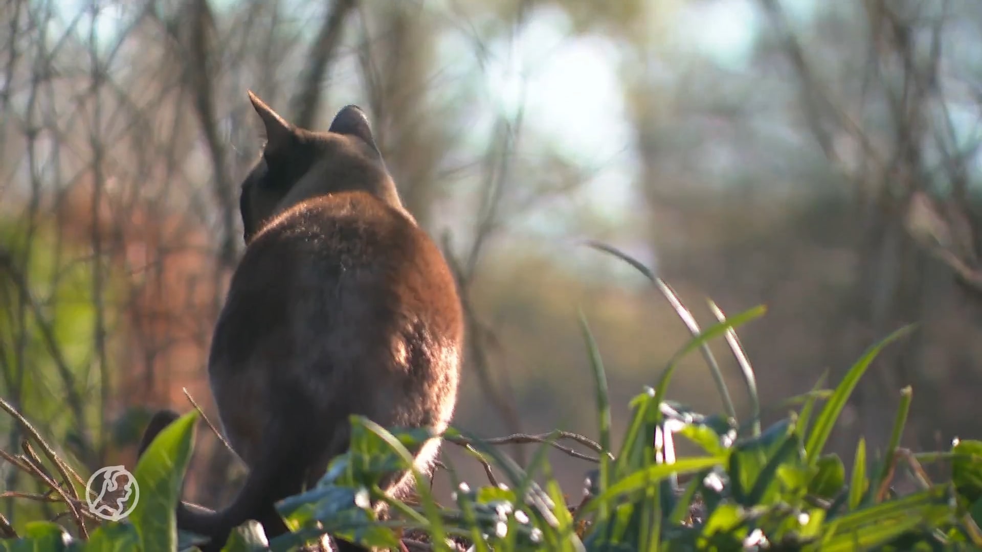 Een mysterie in Lelystad: zeventien katten verdronken