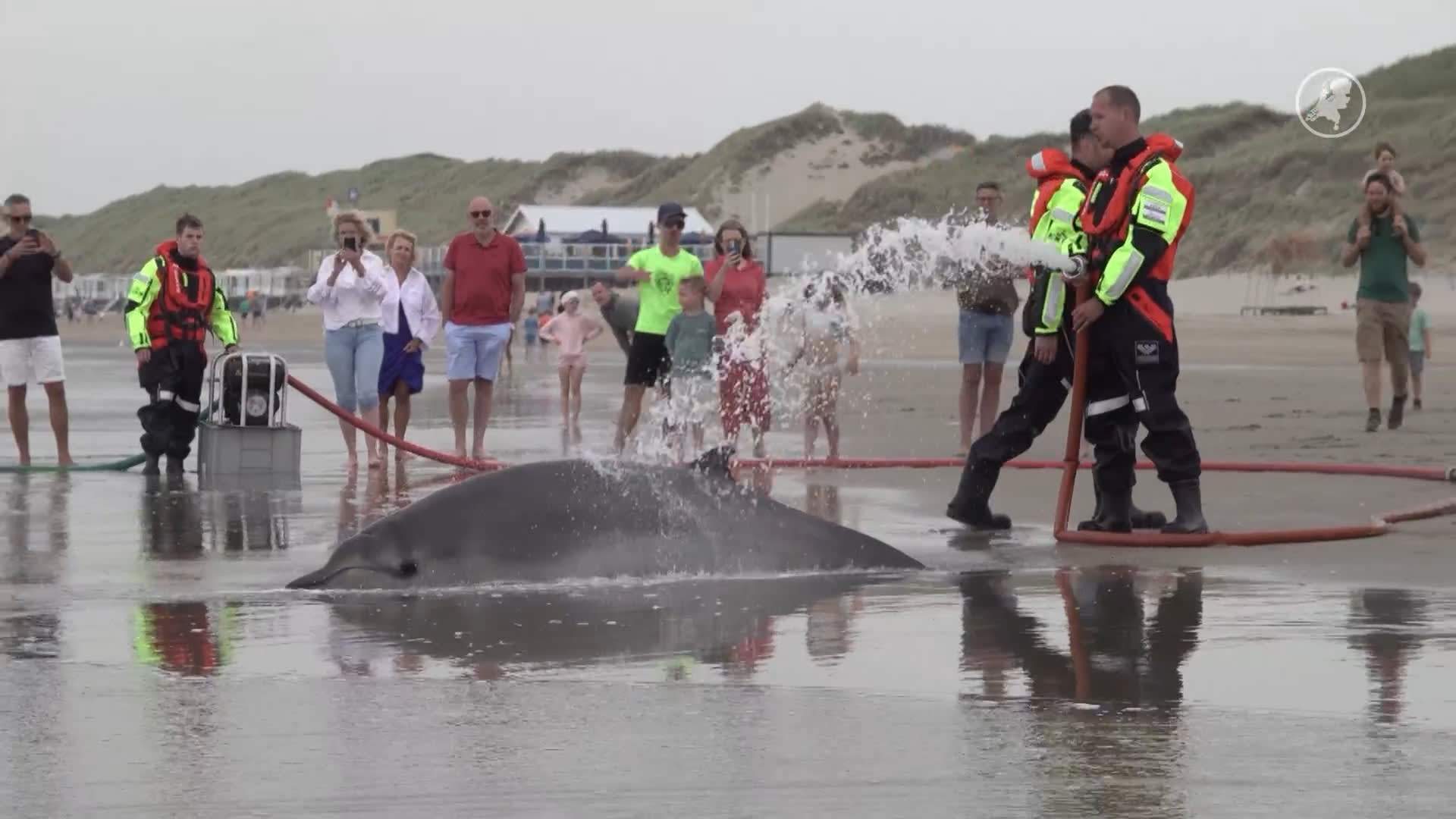 Twee spitssnuitdolfijnen aangespoeld op het strand van Heemskerk