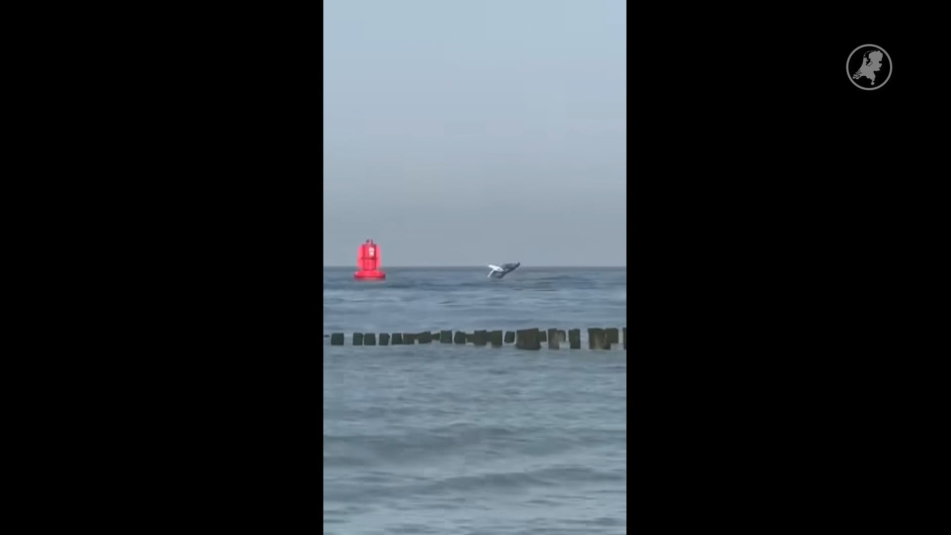 Bultrug gespot voor Zeeuwse kust bij Westkapelle